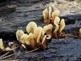 Spathulariopsis velutipes image