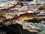 Spathulariopsis velutipes image