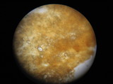 Limacella illinita image