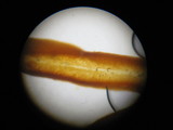 Limacella illinita image