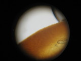 Limacella illinita image