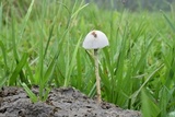 Panaeolus antillarum image