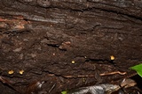 Gymnopilus tuxtlensis image