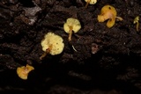 Gymnopilus tuxtlensis image