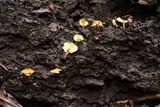 Gymnopilus tuxtlensis image