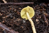 Lepiota trichroma image