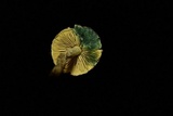Lepiota trichroma image
