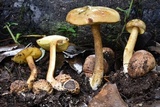 Pseudoboletus parasiticus image