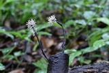 Xylaria comosa image
