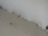 Agaricus lilaceps image