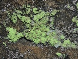 Chaenotheca furfuracea image