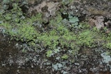 Chaenotheca furfuracea image