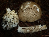 Amanita atkinsoniana image