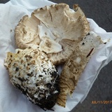Amanita atkinsoniana image