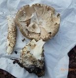 Amanita atkinsoniana image