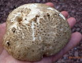 Amanita atkinsoniana image
