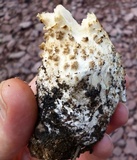 Amanita atkinsoniana image