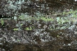 Chaenotheca furfuracea image