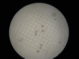 Agaricus lilaceps image