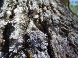 Physconia americana image