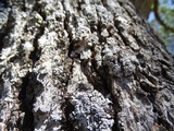 Physconia americana image