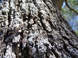 Physconia americana image