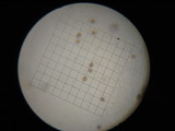 Agaricus lilaceps image