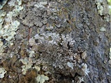 Physconia perisidiosa image