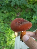 Lactarius volemus image