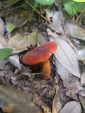 Lactarius volemus image