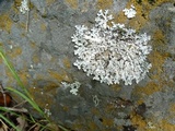 Parmelia saxatilis image