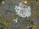 Parmelia saxatilis image