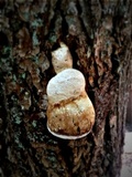 Fomitopsis officinalis image