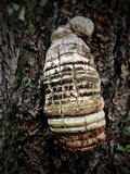 Fomitopsis officinalis image