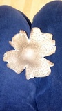 Leucoagaricus americanus image