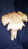 Leucoagaricus americanus image
