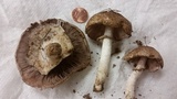 Agaricus placomyces image