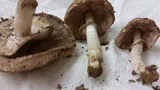 Agaricus placomyces image