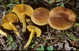 Cortinarius incognitus image