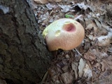 Baorangia bicolor image