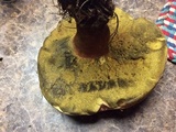 Baorangia bicolor image