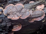 Fomitopsis cajanderi image