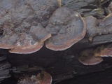 Fomitopsis cajanderi image
