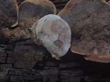 Fomitopsis cajanderi image