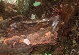 Fomitopsis cajanderi image