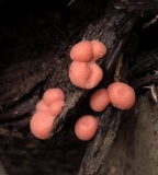 Lycogala epidendrum image