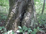 Kretzschmaria deusta image