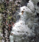 Kretzschmaria deusta image