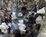Kretzschmaria deusta image