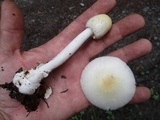 Amanita albocreata image